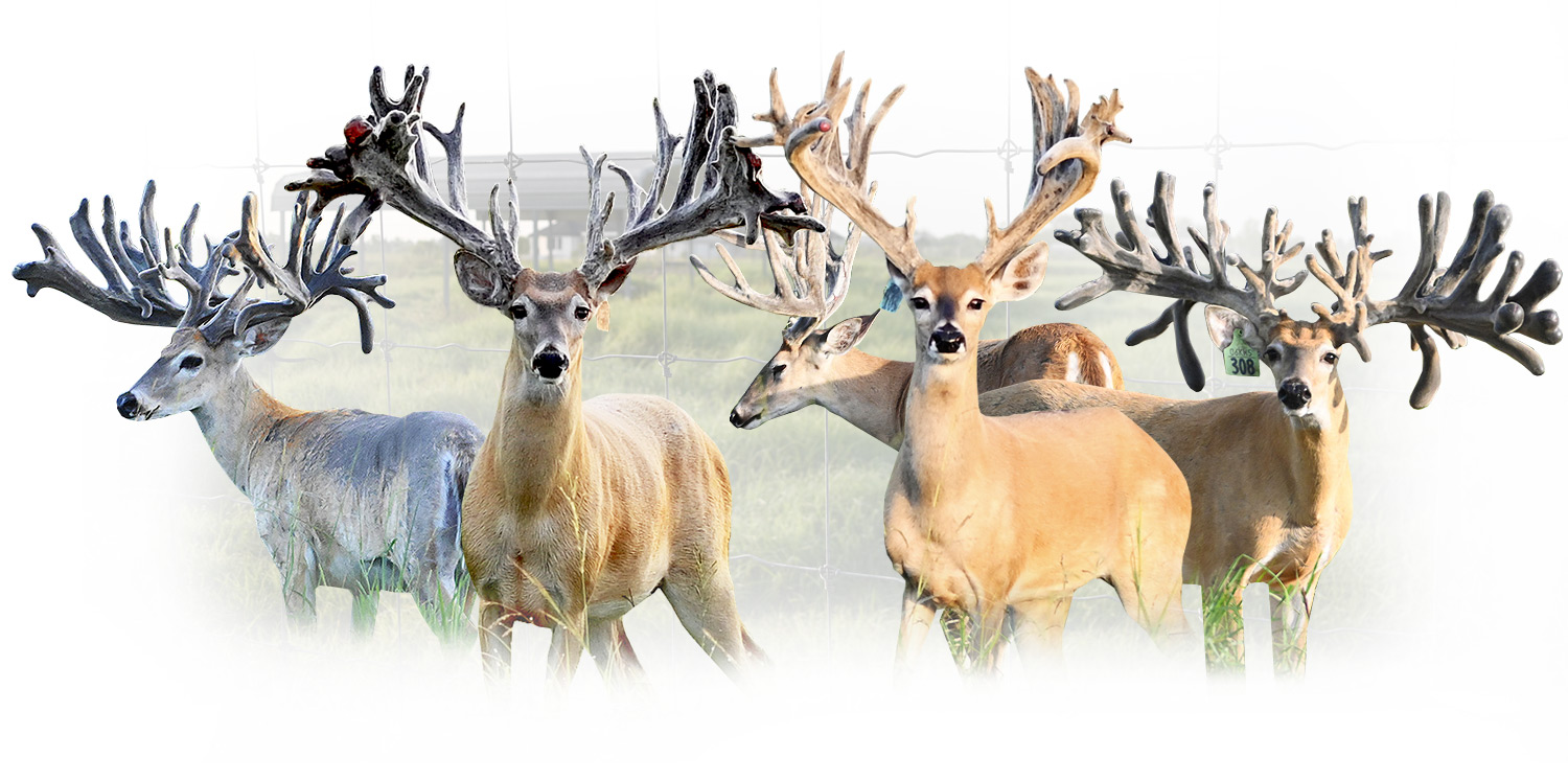 KOLAYA WHITEAILS BUCKS